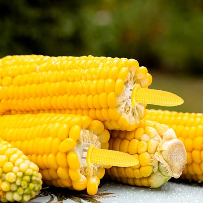 Corn Dishes and Holders - 16 Pack Holders, 8 Pack Dishes - Stainless Steel, Perfect for Corn on the Cob