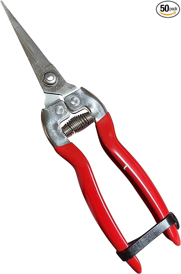 GARDEN GURU Straight Stainless Steel Pruner Pruning Shears Clippers Snips – Sharp Bonsai Cutter Plant Trimming Scissors – Straight Blade – Great for Roses Flowers Herbs Fruits - 1 Case (50 Pcs)